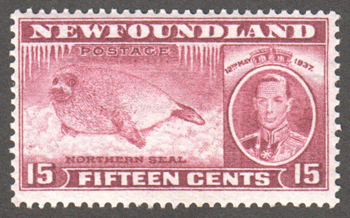 Newfoundland Scott 239b Mint F (P13.3) - Click Image to Close